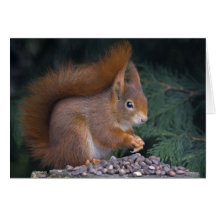 Nut Brunch Card