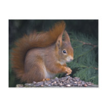 Nut Brunch Postcard