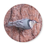 Nuthatch Bird Magnet