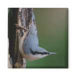Nuthatch magnet