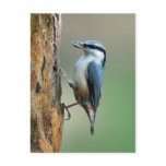 Nuthatch with sunflower seed postcards
