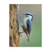 Nuthatch with sunflower seed postcards