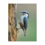 Nuthatch with sunflower seed postcards