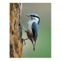 Nuthatch with sunflower seed postcards