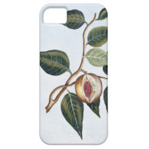 Nutmeg, plate 7, from 'Collection Precieuse et Enl iPhone 5 Covers