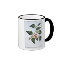 Nutmeg, plate 7, from 'Collection Precieuse et Enl Mugs
