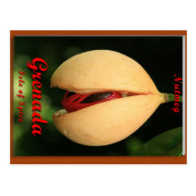 Nutmeg Post Card