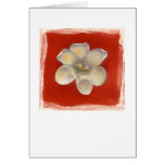 Nutmeg Shell & Red Flower Card