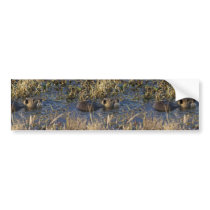 Nutria in water bumper stickers