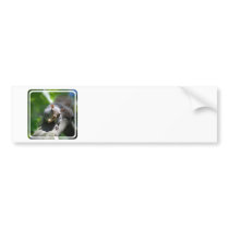 Nutty Squirrel Bumper Stickers