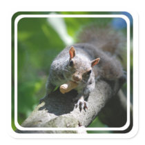Nutty Squirrel Stickers