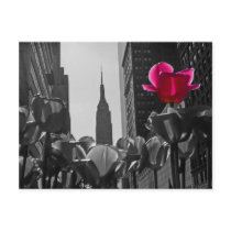 NY Tulips  b&w +