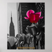 NY Tulips b & w +