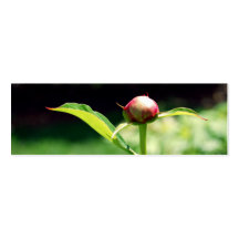 NYBG: No. 23 Business Cards