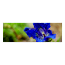 NYBG: No. 389 [Skinny] Business Card