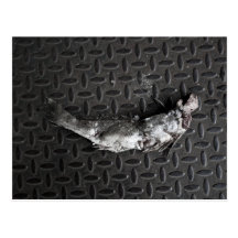 NYC Roadkill Post Card