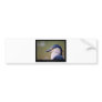 Nycticorax nycticorax - Black-crowned Night-Heron Bumper Stickers