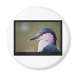 Nycticorax nycticorax - Black-crowned Night-Heron Refrigerator Magnets