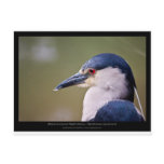 Nycticorax nycticorax - Black-crowned Night-Heron Post Cards