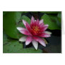 Nymphaea tetragona cards