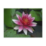 Nymphaea tetragona post card
