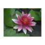 Nymphaea tetragona post card