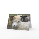 O We Like Sheep cards
