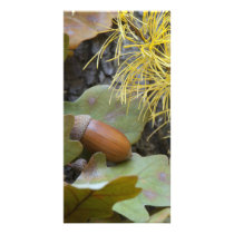 Oak acorn custom photo card