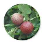 Oak Berries magnets