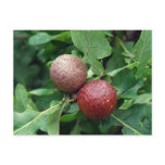 Oak Berries postcards