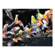 Oak Fairy Frosting
