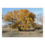 Oak in Fall Card