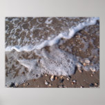 Oak Island, North Carolina - sand and shells posters