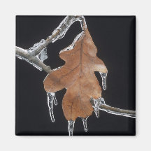 Oak Leaf with Ice Sickles After Ice Storm ; Magnets