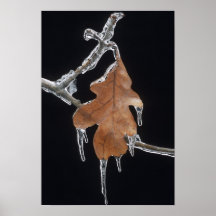 Oak Leaf with Ice Sickles After Ice Storm ; Posters