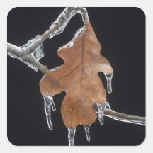 Oak Leaf with Ice Sickles After Ice Storm ; Square Stickers