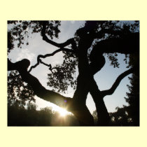 Oak tree - Large Print posters