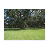 OAK TREE POST CARDS