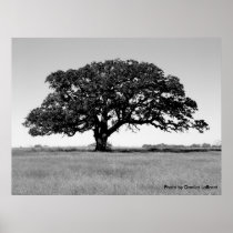 Oak Tree Posters