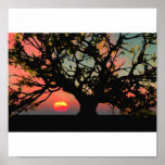 Oak Tree Sunset posters