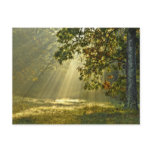Oak Tree with Morning Sunbeams Post Card
