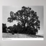 Oak Trees at Hopland Station, May 1966 posters