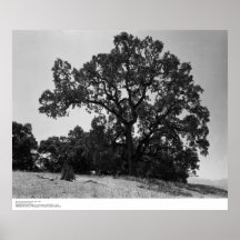 Oak Trees at Hopland Station, May 1966 Print