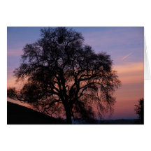 Oaks at Sunset Greeting Cards