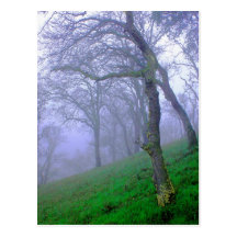 Oaks in the Mist Post Cards