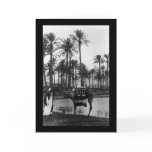 Oasis View Pyramid 1902 cards