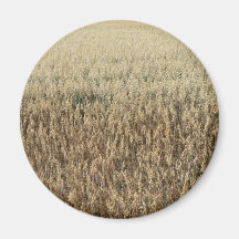 Oats Big Field Fridge Magnet