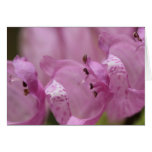 Obedience Plant Card