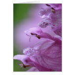 Obedience Plant Greeting Cards