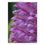 Obedient Plant Greeting Cards